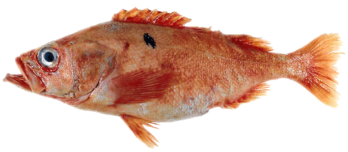 Pacific Perch